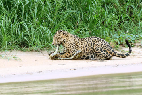 Jaguar hunting Paraguayan anaconda