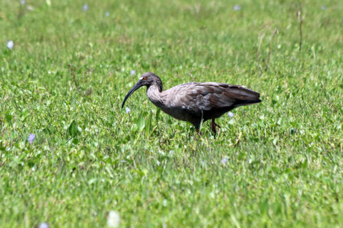 Plumbeous Ibis