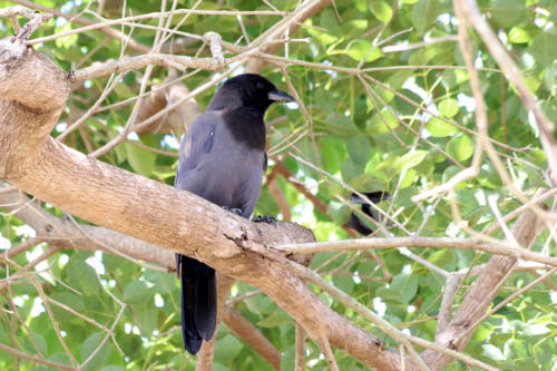 Purplish Jay