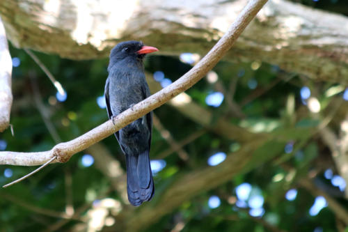 Black-fronted Nunbird