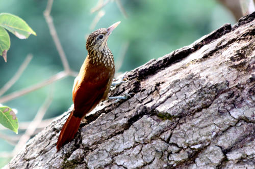 Straight-billed Woodcreeper