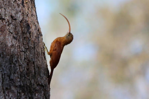 Red-billed Woodcreeper