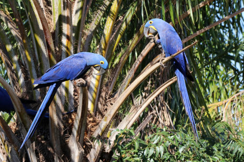 Hyacinth Macaw