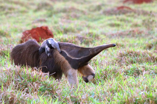 Giant Anteater