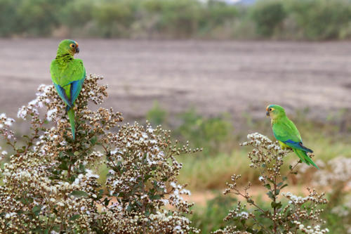 Peach-fronted Parakeet