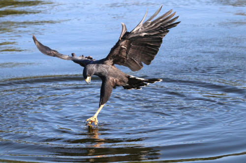 Great Black Hawk