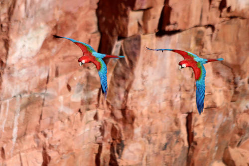 Red-and-Green Macaw