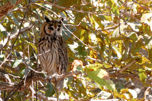 Striped Owl