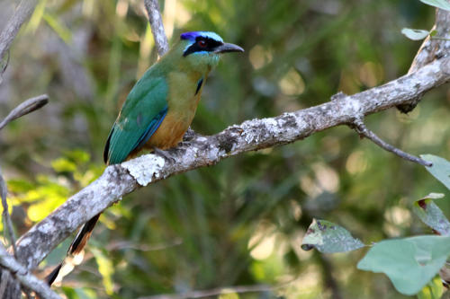 Amazonian Motmot