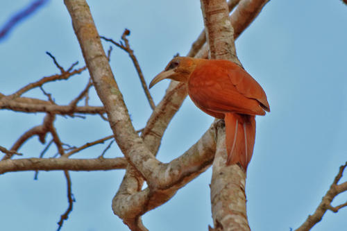 Great Rufous Woodcreeper