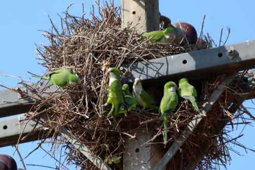 Monk Parakeet