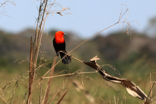 Scarlet-headed Blackbird