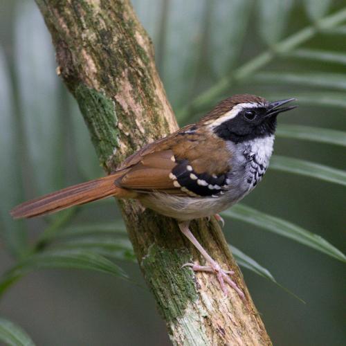 White-bibbed Antbird