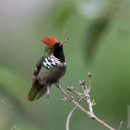 Frilled Coquette