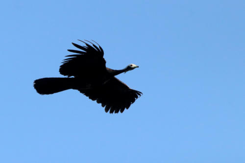 Blue-throated Piping-Guan