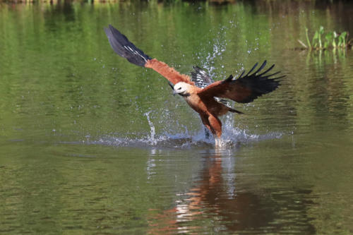 Black-collored Hawk