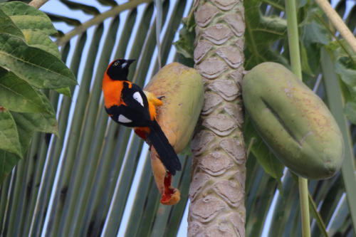 Orange-backed Troupial