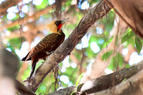 Pale-creasted Woodpecker