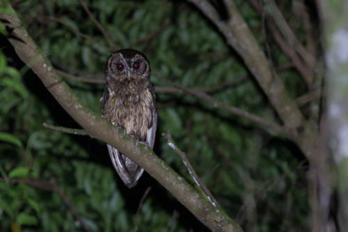 Mottled Owl