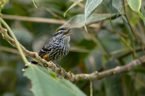 Ochre-rumped Antbird