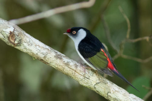 Pin-tailed Manakin