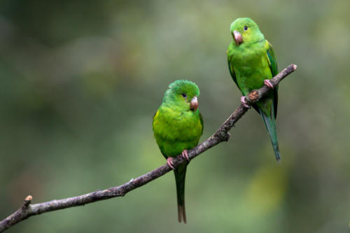 Plain Parakeet