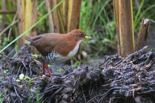 Red-and-White Crake