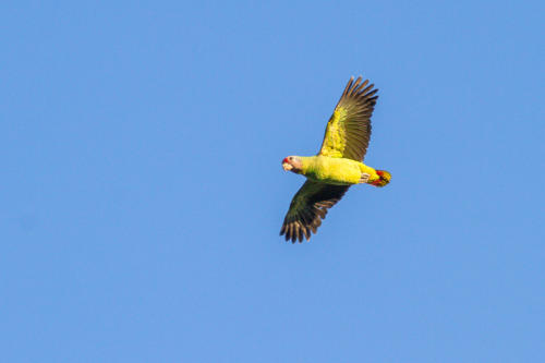 Red-tailed Parrot