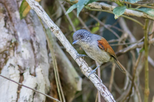 Rufous-backed Antvireo