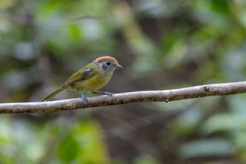 Rufous-crowned Greenlet