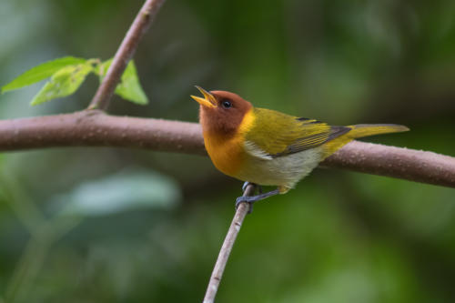 Rufous-headed Tanager