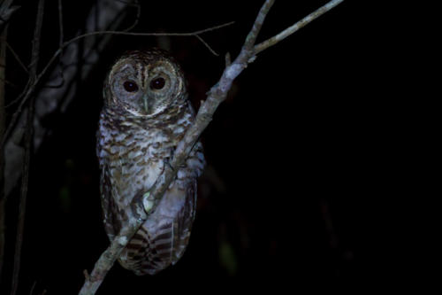 Rusty-barred Owl