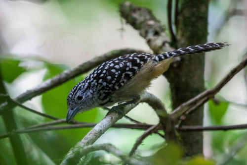 Spot-backed Antshrike