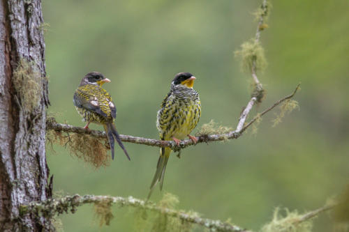 Swallow-tailed Cotinga