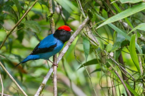 Swallow-taled Manakin