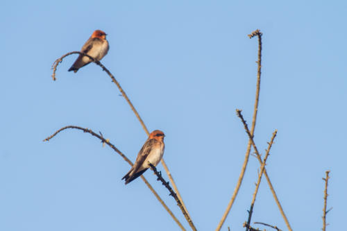 Tawny-headed Swallow