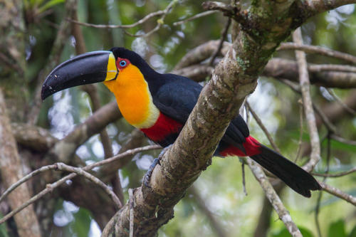 Channel-billed Toucan