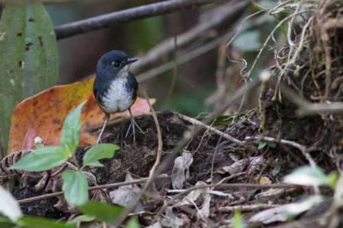 White-breasted Tapaculo