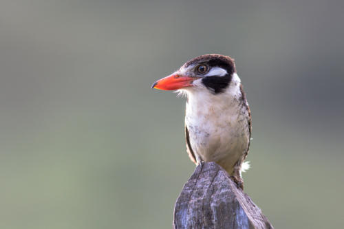 White-eared Puffbird