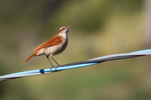 Wing-banded Hornero