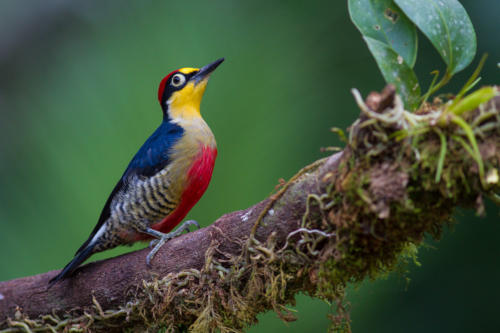 Yellow-fronted Woodpecker